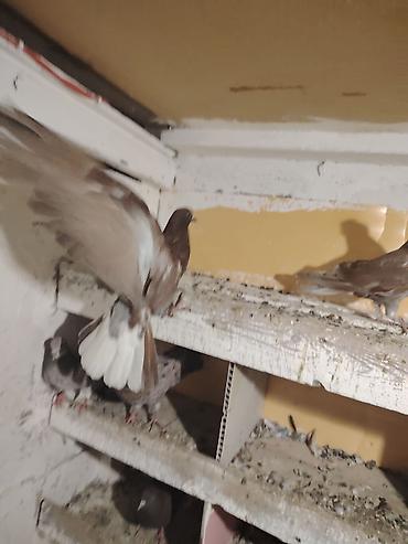 Голуби: Qırmızı ağ quyruq öz quşlarımın balasidi nikalayski esenlerden cixib — 9