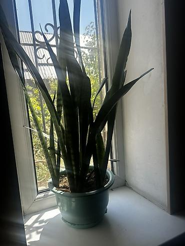 Сансевиерия (Sansevieria, «щучий хвост») в пластиковом горшке. - Куст at lalafo.kg Сансевиерия (Sansevieria, «щучий хвост») в пластиковом горшке. - Куст