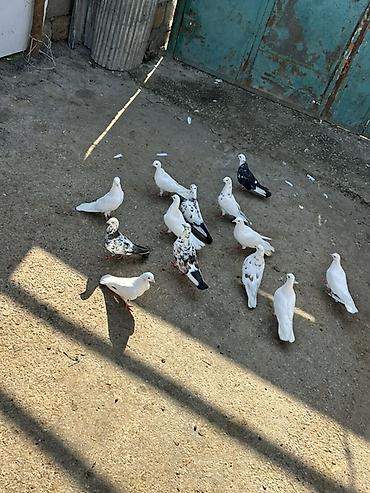 pavlin goyercin: Salam hamsi saglam heyvanlardi coxu tutulmadi — 4