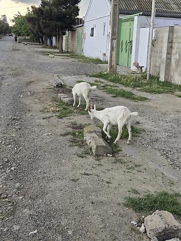husky balası: Ağ rəngli ev keçiləri – balalarla Martda doğulublar ekizdilər. - — 3