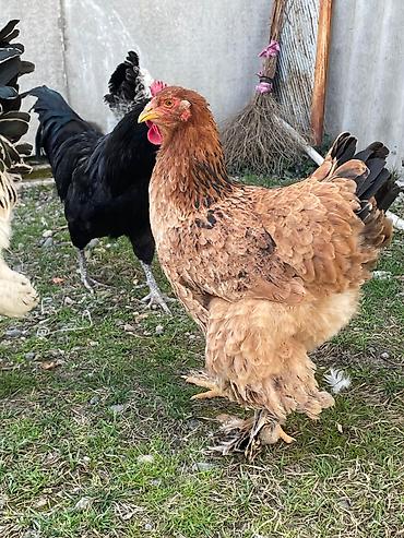 Toyuqlar: Toyuq, Brama, Damazlıq -da lalafo.az — 8 Toyuqlar: Toyuq, Brama, Damazlıq — 8