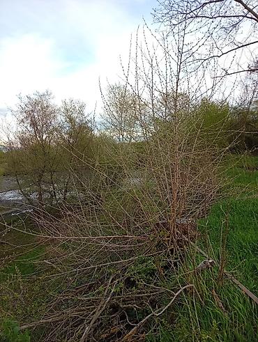 Torpaq sahələrinin satışı: 38 sot, Tikinti, Mülkiyyətçi, Kupça (Çıxarış) — 26