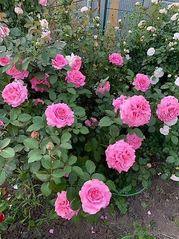 Роза: Саженцы — 8