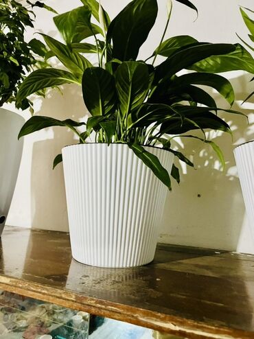 садовый дом: Спатифиллум в декоративном горшке - Комнатное растение с плотными