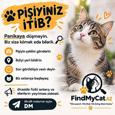 Foto çəkiliş: Pişiyiniz itib? FindMyCat.AZ itkin pişiklərin tapılması üzrə peşəkar — 1