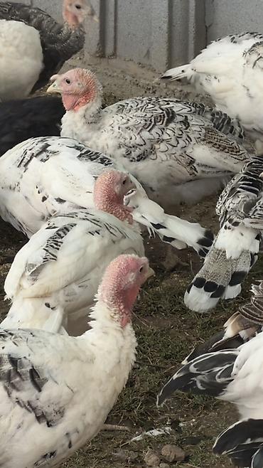королевский док: ИНДЮКИ ЧЕРНЫЙ ПРИНЦ (мясное направление) Описание: 2,5 ай - 1500. 4 — 2
