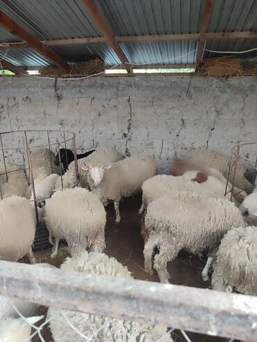 Бараны, овцы: Продаю | Овца (самка), Ягненок | Меринос | Для разведения, Для шерсти | Матка, Ярка, Ягнившаяся