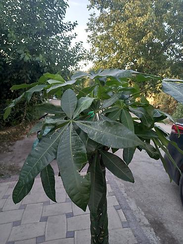 пахира цветок: Платная доставка — 2