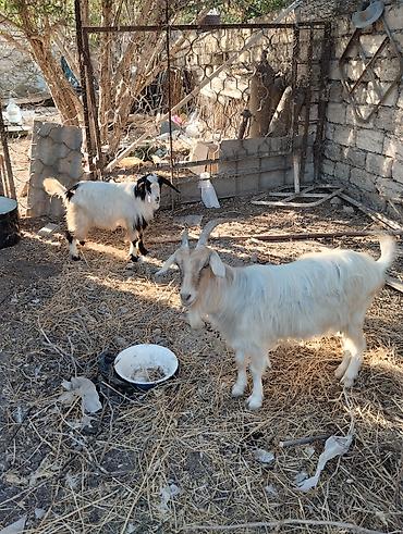 akvarium satilir: Satış: 2 baş keçi

- Növ: yerli keçi
Erkey ve dişi — 4