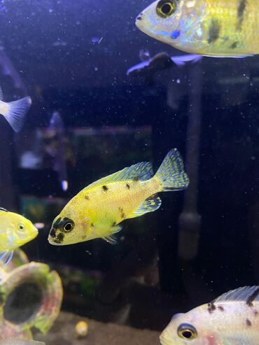 Аквариумы: Green Aqua — рыбки и растения для аквариума 🐟🌿 ▪️ Пресноводные рыбки и — 24