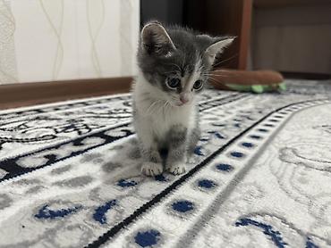 рысь кошка: Котёнок, серо-белый тигровый окрас - Пол: девочка - Возраст: выглядит — 2
