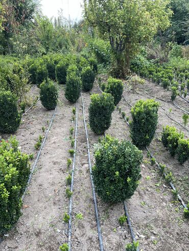 Декоративные деревья: 1Туя смаракта 2Можжевельник блюэроу 3Самшит вечно зеленый Есть в at lalafo.kg — 11 Декоративные деревья: 1Туя смаракта 2Можжевельник блюэроу 3Самшит вечно зеленый Есть в — 11