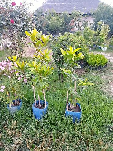 sitili: Magnolya. Həmişəyaşıl dekorativ kol və ağac fidanları - Mavi — 1