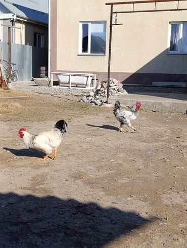 ит кыргыз добот: Продаю петухов молодые !!!