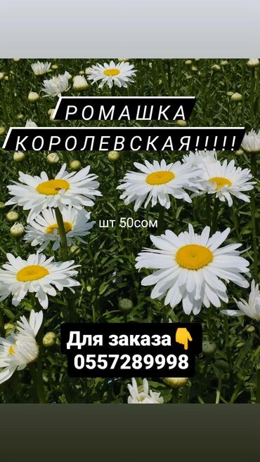 для мероприятий: Иш-чараларды уюштуруу | Гүлдестелер, флористка