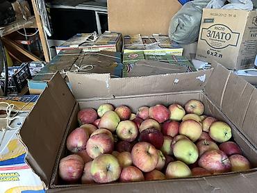 Яблоки: Яблоки Крипсон, Оптом — 6