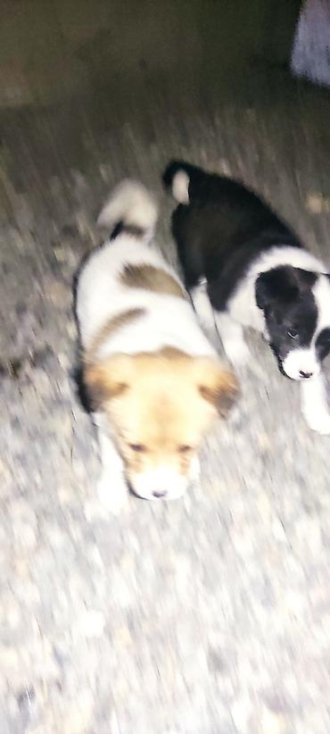 Продажа собак: Отдам даром щенки бардер колли 1 Мес мальчики адрес город Ош село — 9