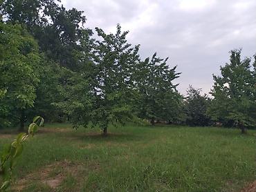 corat torpaq satilir: 10 sot, Kənd təsərrüfatı, Mülkiyyətçi, Kupça (Çıxarış) — 5