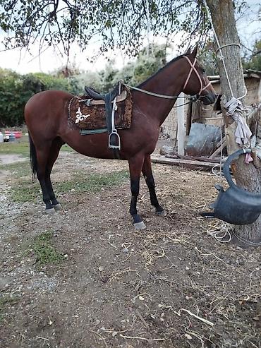 m horse: Продаю | Жеребец | Английская | Рабочий | Племенные — 2