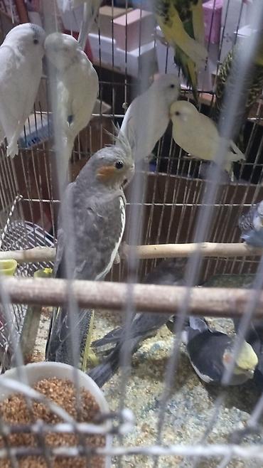 Попугаи: Karella Tutuquşu Hazır cütdü 5 gündü yumurtaya düşüb, Tək halda hərəsi — 10
