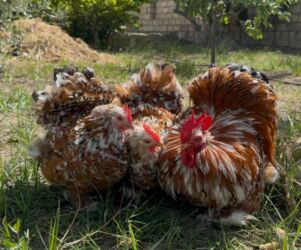 Inəklər, öküzlər: Toyuq, Damazlıq, Ünvandan götürmə