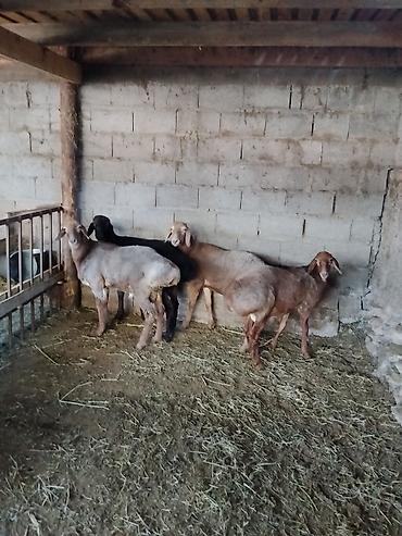 Продам с/х животных: Продаю | Баран (самец) — 5