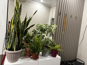 комнатный растения: Коллекция комнатных растений с редкими сортами. В составе: - Монстера