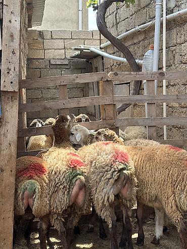 etlik: Quzu, Erkək, ay: 8, 35 kq, Ətlik, Ünvandan götürmə — 6