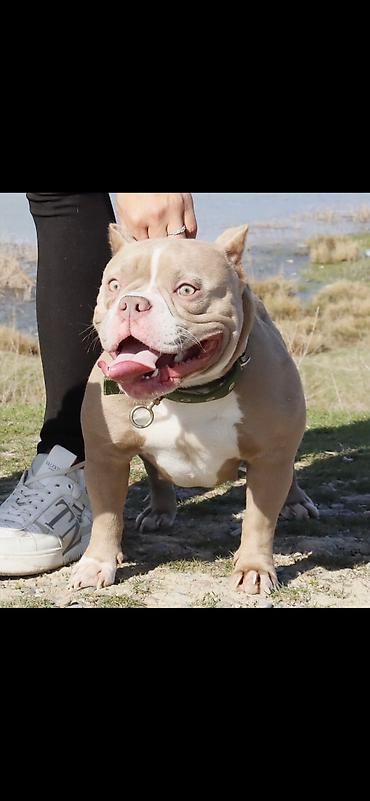 Продажа собак: Американский булли, 2 месяца, Самец — 9