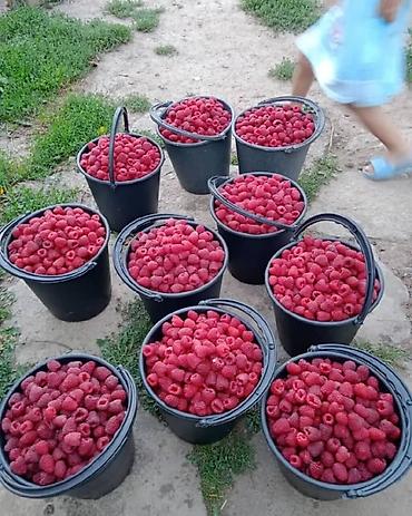 Tayberry saplings & cuttings: 🌿 Полана жана Полька 🌿( Оригинал сорт ) мөмөсу 🍇 Чон чон одборный — 4