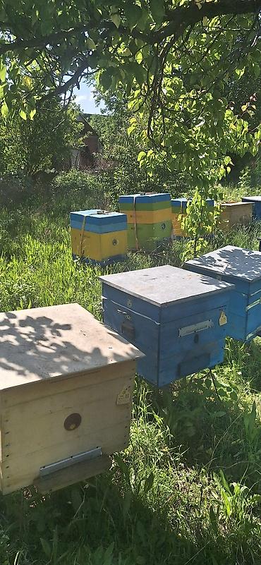 karpat ana arı: Arıxana üçün taxta arı pətəkləri (ulya) Məhsul təsviri: - — 1