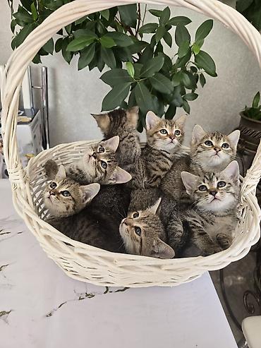сибирская дымчатая кошка: Полосатые котята в корзинке - Окрас: классический тигровый — 1