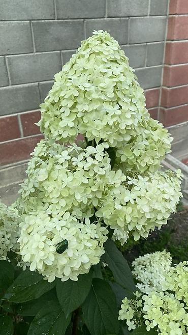 Гортензия: Саженцы — 3