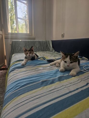 сиамский котенок цена: Беспородная, 2 месяца, Девочка, Биколор