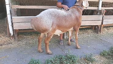 Продаю | Баран (самец), Овца (самка), Ягненок | Арашан | Для разведения at lalafo.kg — 5 Продаю | Баран (самец), Овца (самка), Ягненок | Арашан | Для разведения — 5
