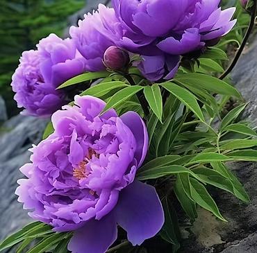 Пион: Клубни и саженцы цветов — пионы, травянистые, древовидные и гибридные — 3