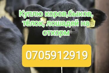 Куплю с/х животных: Куплю | Коровы, быки, Лошади, кони | Круглосуточно, На забой, на мясо, На откорм