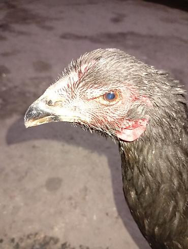 Куры, петухи: Продаю | Куры | Домашняя | Для разведения — 2