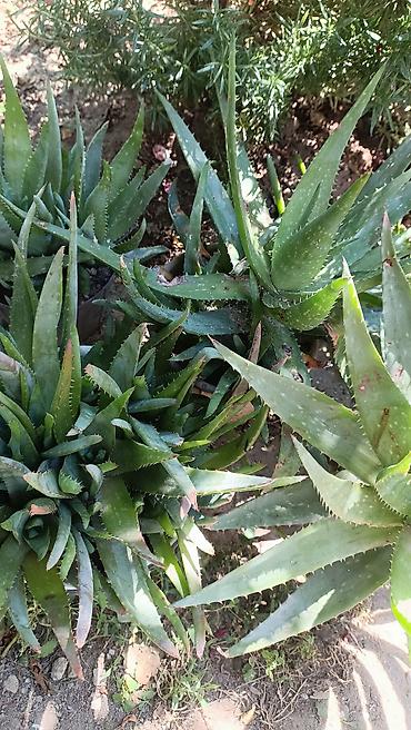 aloe vera: Müalicəvi Aloe Vera bitkisi, çox xeyirlidir, kosmetologiyada və xalq — 2