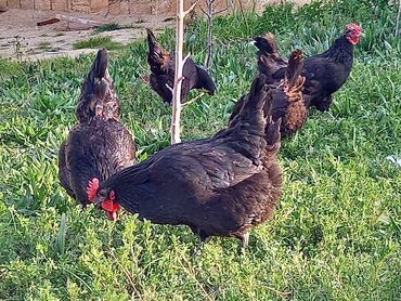 Toyuqlar: Toyuq, Australorp, Damazlıq, Ünvandan götürmə, Ödənişli çatdırılma, Rayonlara çatdırılma -da lalafo.az — 7 Toyuqlar: Toyuq, Australorp, Damazlıq, Ünvandan götürmə, Ödənişli çatdırılma, Rayonlara çatdırılma — 7