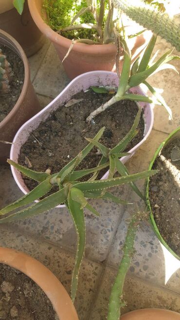 Otaq bitkiləri: Aloe ve cur be cur kakdusdar gül acanda var ucuz giymete