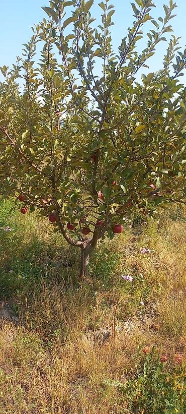 Продажа участков: 13 соток, Красная книга — 6