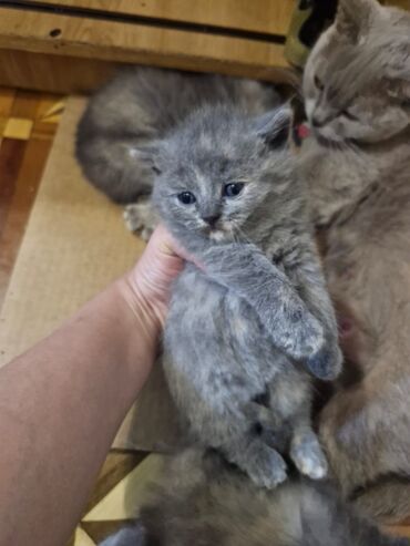 Pişiklər: Britan, Dişi, Yaxşı əllərə, Pulsuz çatdırılma — 9