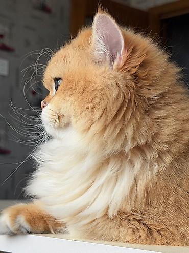 Pişiklər: Qızıl şinşilla, Dişi — 8