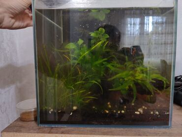 где купить водоросли для аквариума: Аквариум с рыбами