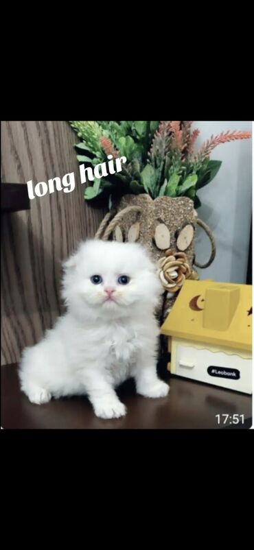 Pişiklər: Şinşilla, Dişi -da lalafo.az — 2 Pişiklər: Şinşilla, Dişi — 2