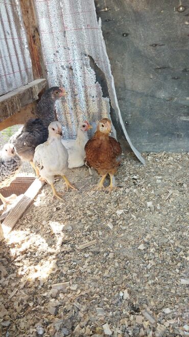 Xoruzlar: Xoruz, Brama, il: 1, Ünvandan götürmə, Ödənişli çatdırılma — 13