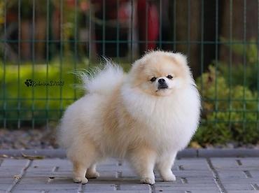 Продажа собак: Шпиц, 3 месяца, Самец, С родословной — 12