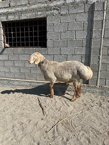 Баран, овца: Продаю | Баран (самец) | Арашан | Для разведения — 1