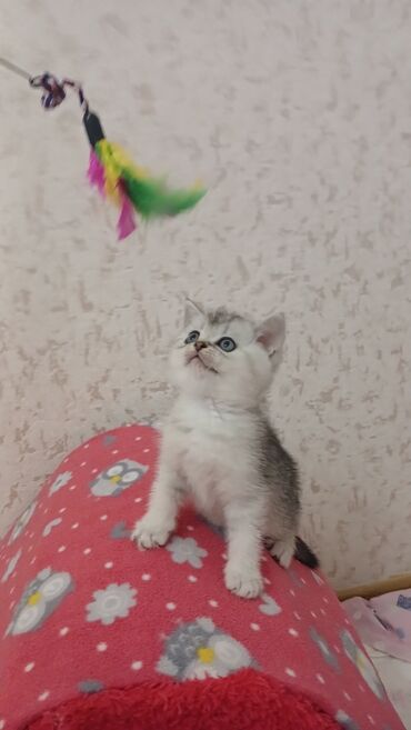 Pişiklər: Şinşilla, Erkək, Dişi, Yaxşı əllərə, Pulsuz çatdırılma — 8